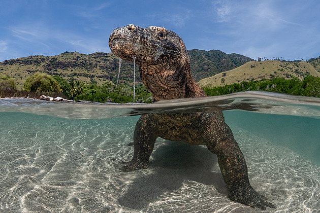 Varan komodský a jiné zázraky. Fotografická soutěž oslavuje oceán