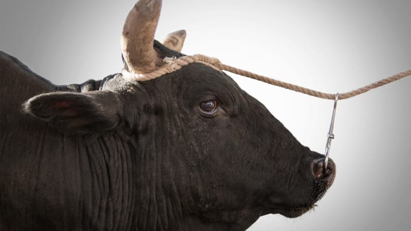 Po Strakonicku běhal půltunový býk. Pátrání policie bylo neúspěšné, sám se vrátil ke stádu