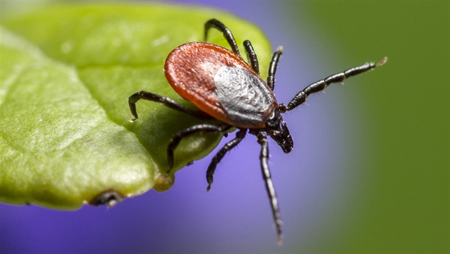 Nejvíc za deset let. Nákaz od klíšťat prudce přibylo, kvůli počasí i jejich množení