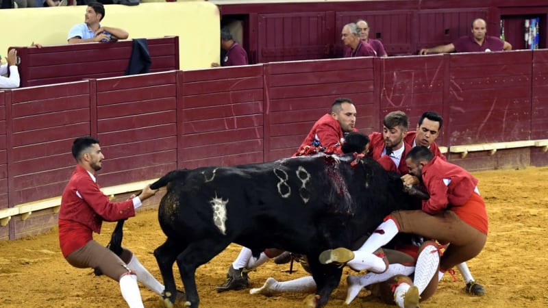 Tragédie na býčích zápasech: Zvíře rozmáčklo mladíka o hrazení, ukazují záběry z Portugalska