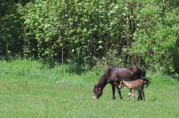 Koně pomohou k návratu motýlů. Jejich chov u Krásné prospívá změně k lepšímu