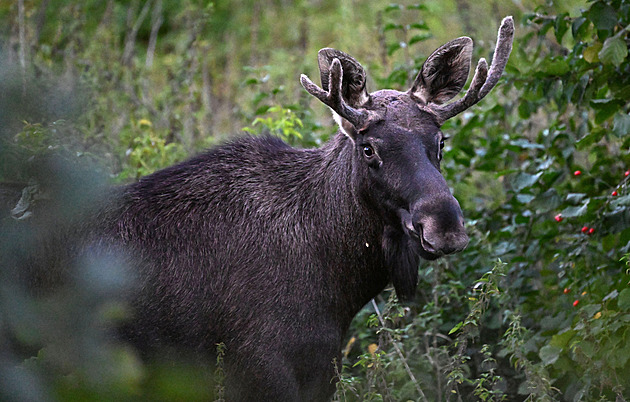Los Emil se vyhrabal z řeky, doprovází ho policie. Uspání ochránci odmítají